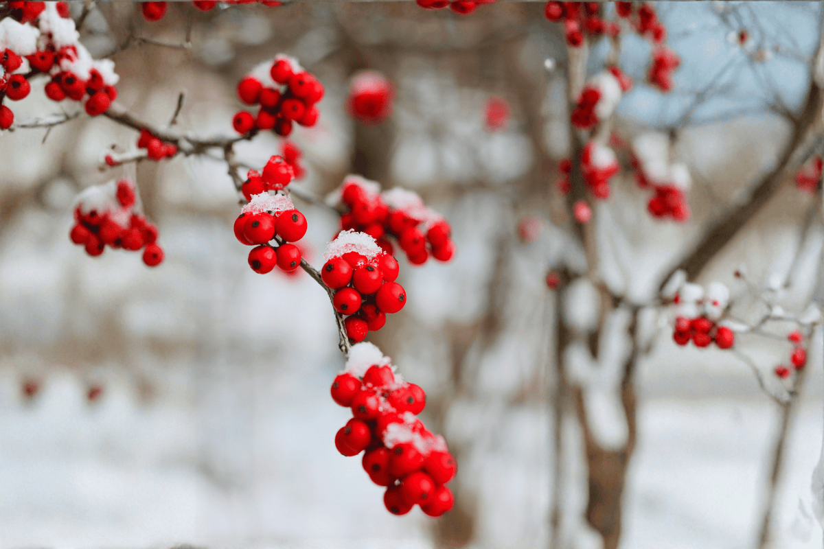 Berry Heavy® Winterberry Holly – 1 Live Deciduous Shrub, Quart Size – Ilex verticillata ‘Berry Heavy’