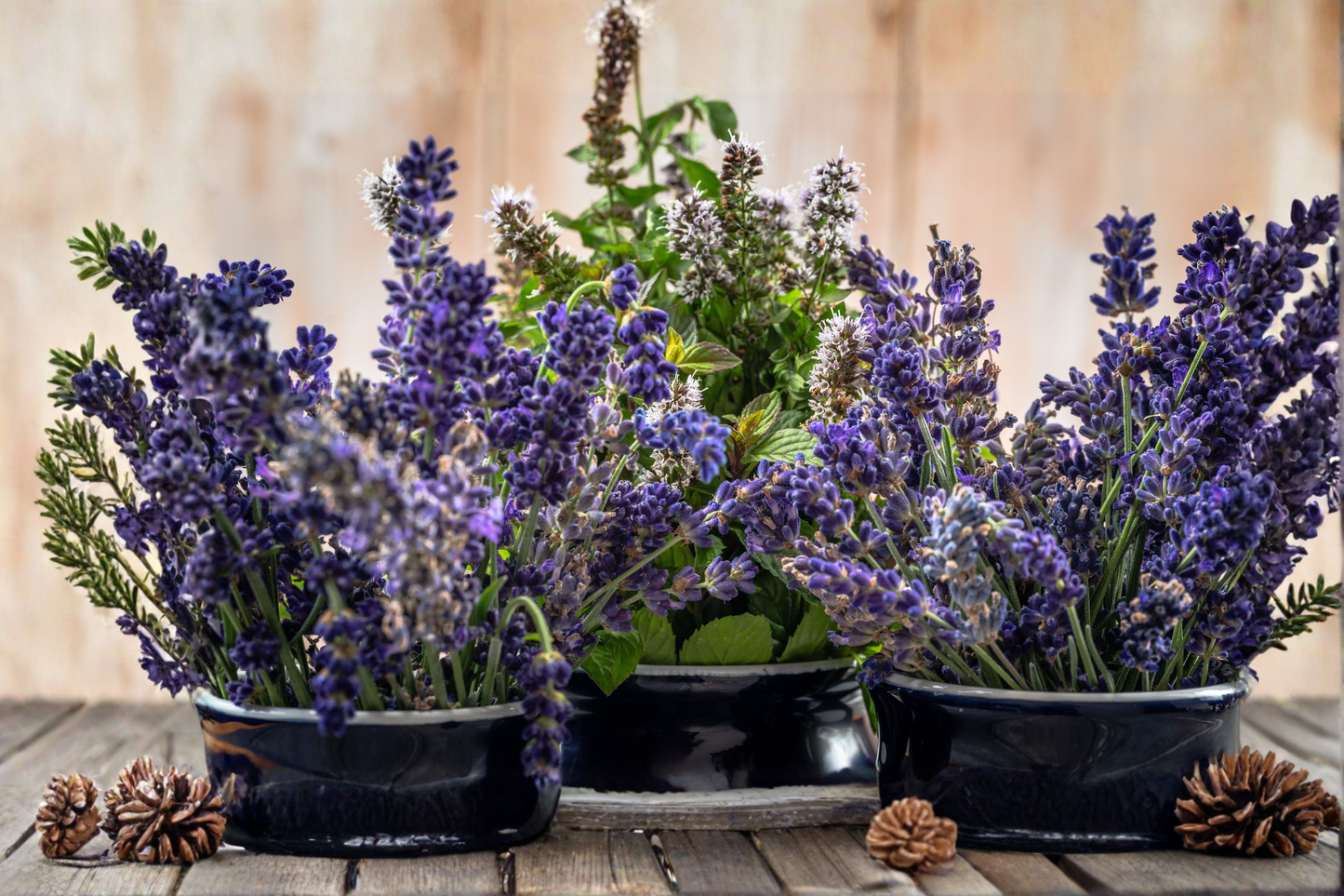 4 English Lavender Live Plants in 3-Inch Pots – Purple Perennial Herb (Lavandula angustifolia)