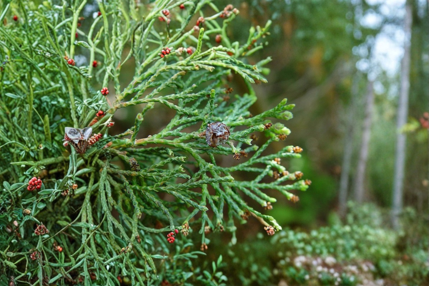 Atlantic White Cedar ‘Andelye Conica’ Live Plant 1 Gallon Pot – Chamaecyparis thyoides Native Evergreen Tree Compact Conifer
