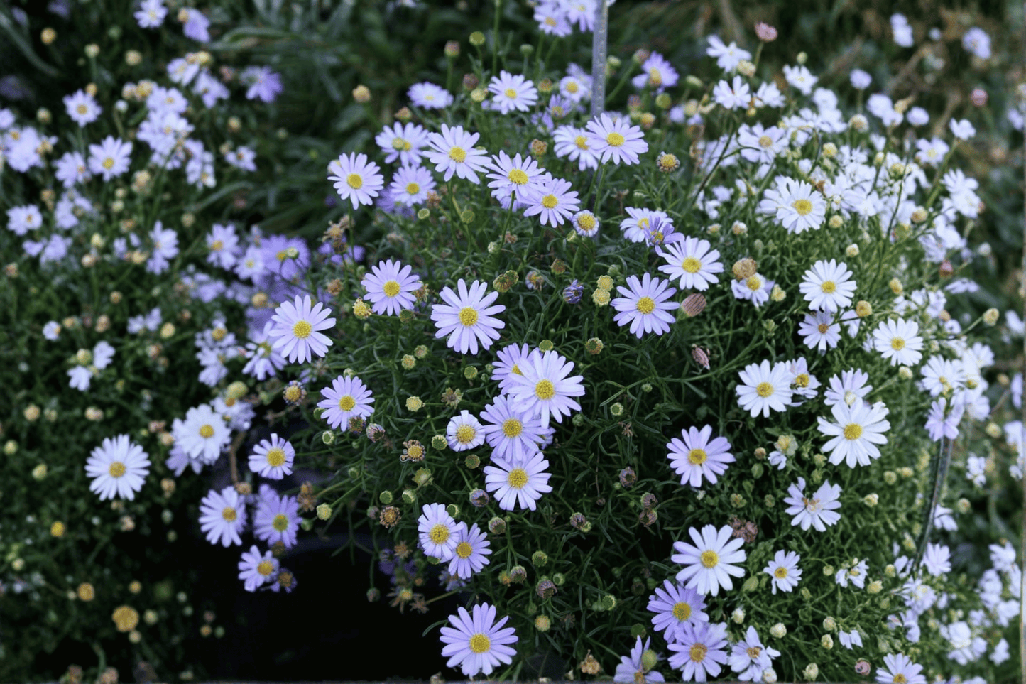 Surdaisy Mauve Swan River Daisy 1 Live Plant – 4-Inch Pot – Brachyscome ‘Mauve’