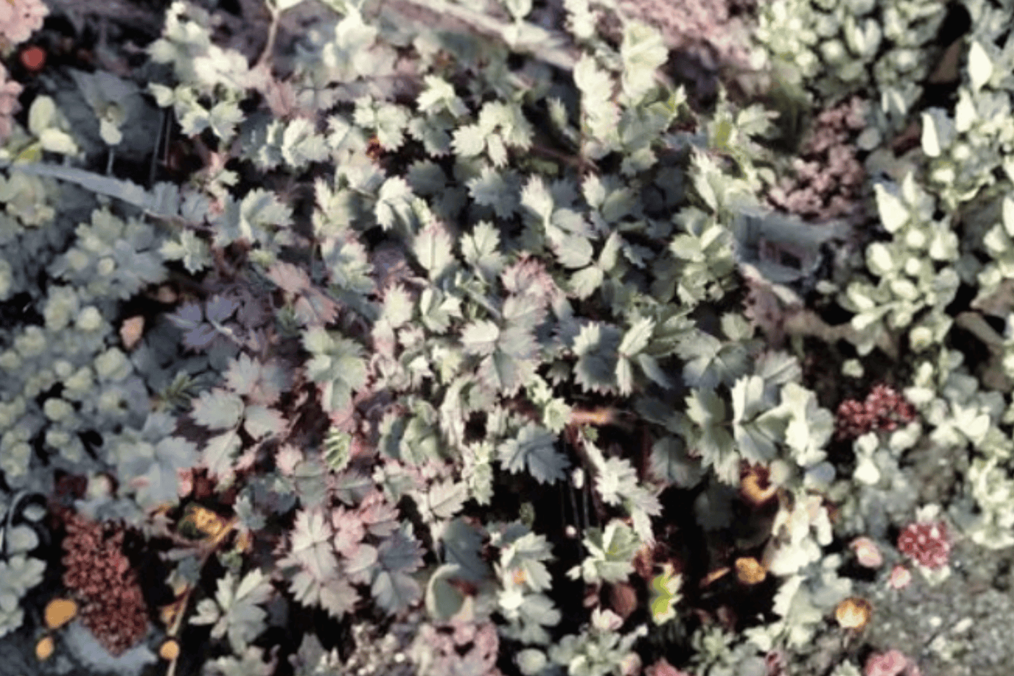 Blue Haze New Zealand Burr 1 Live Plant – 4-Inch Pot – Acaena saccaticupula ‘Blue Haze’