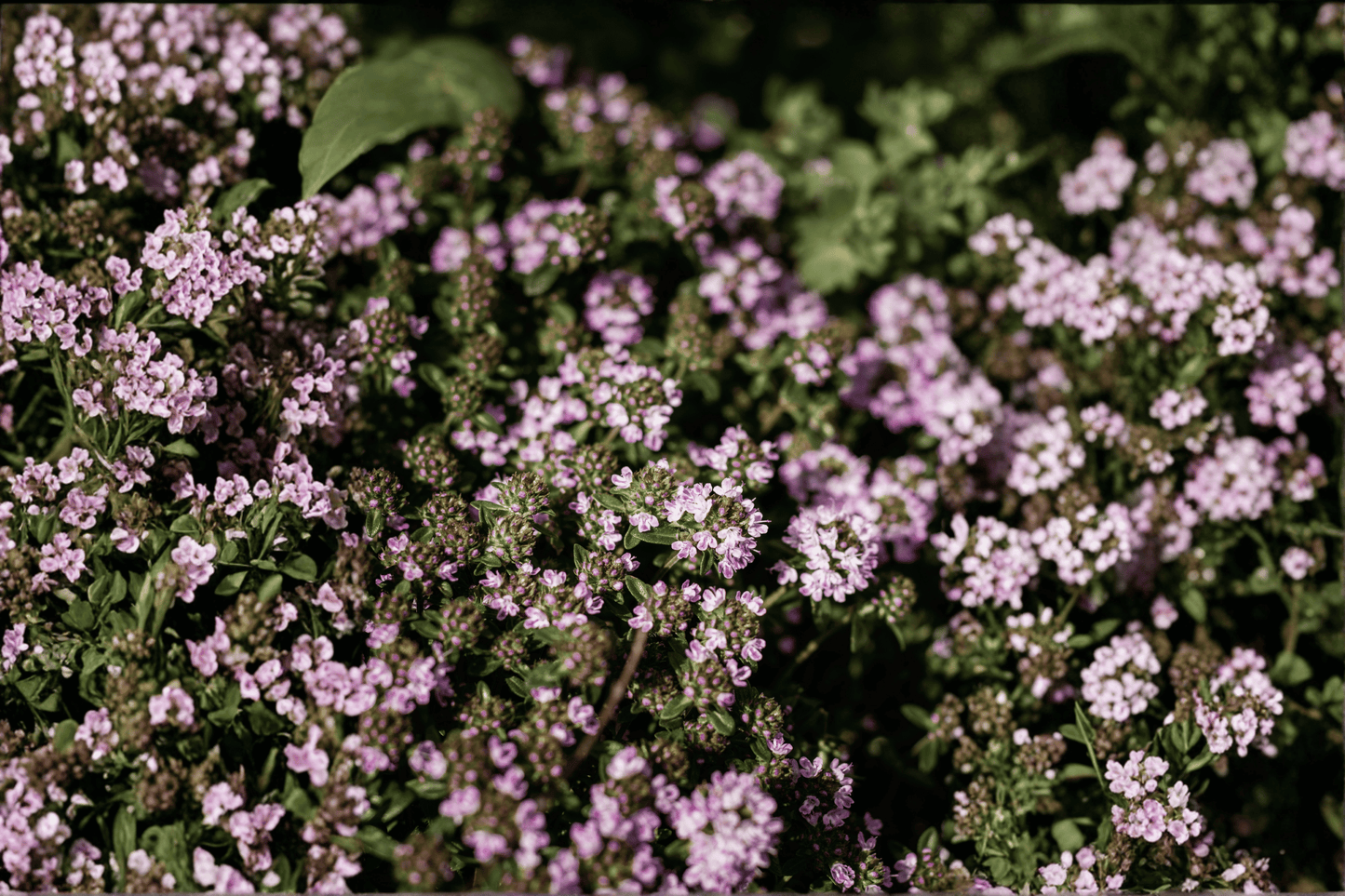 Doone Valley Thyme 1 Live Plant – 4-Inch Pot – Thymus ‘Doone Valley’