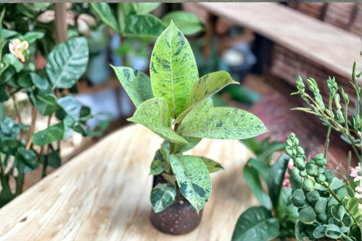 Ficus Shivereana Moonshine Live Plant Variegated Rubber Plant Rare Indoor Tropical Houseplant Gift