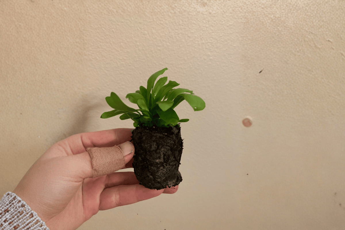 2 Green Flame Fern Starter Plants – Microsorum punctatum ‘Green Flame’