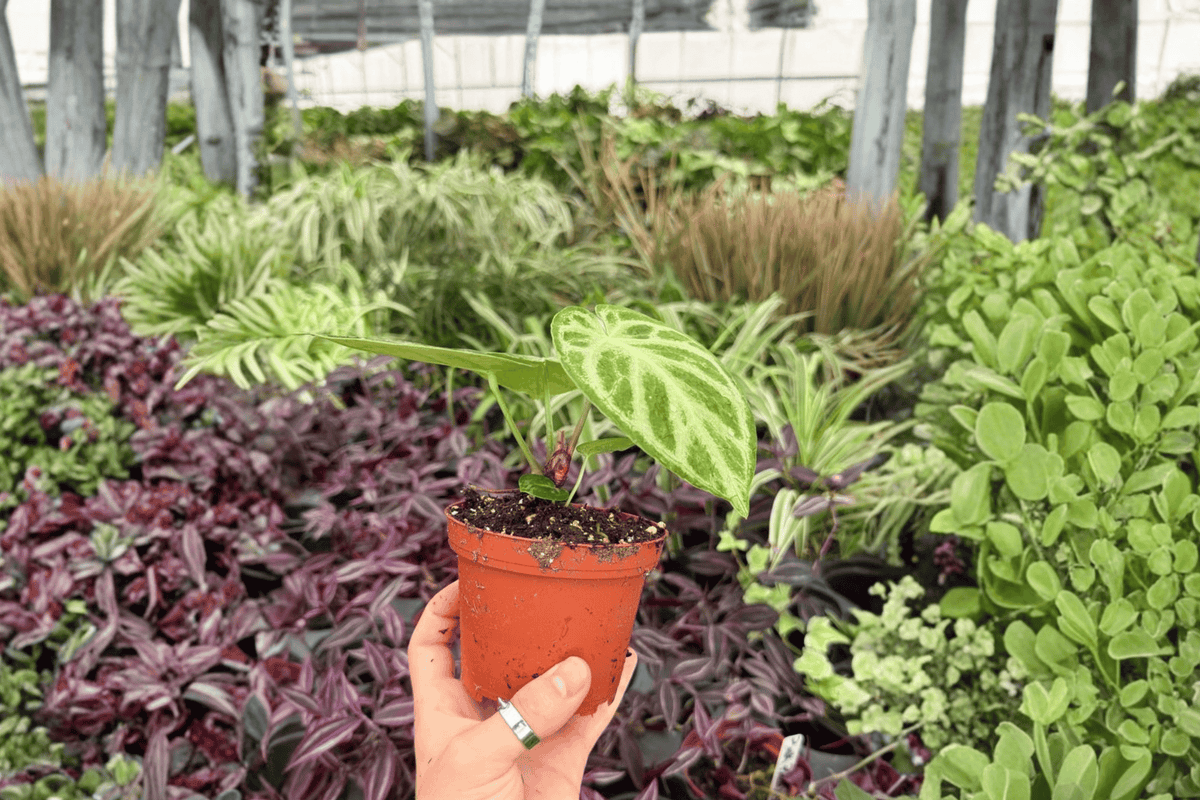 Anthurium Silver × Ferrari 2 Exact Live Plants – 4-Inch Pots – Anthurium Hybrid