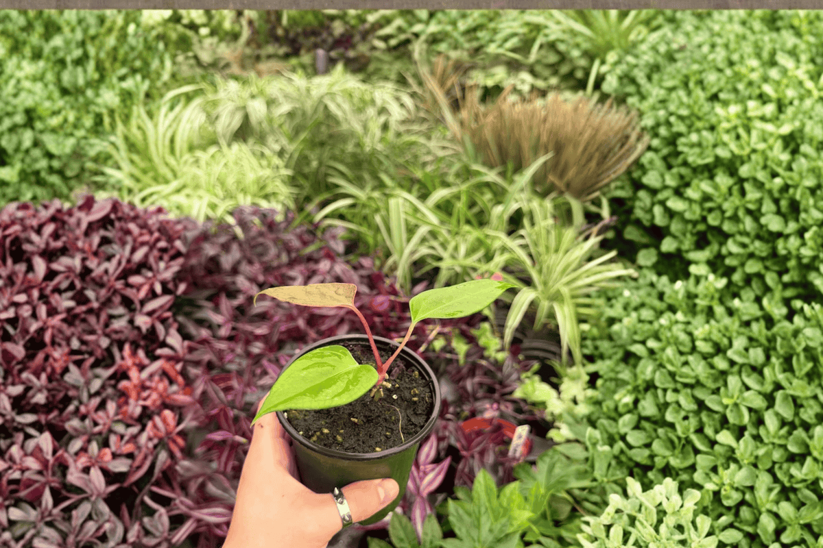 Anthurium Subsignatum x Regale – 2 Exact Live Plants in 4” Pots