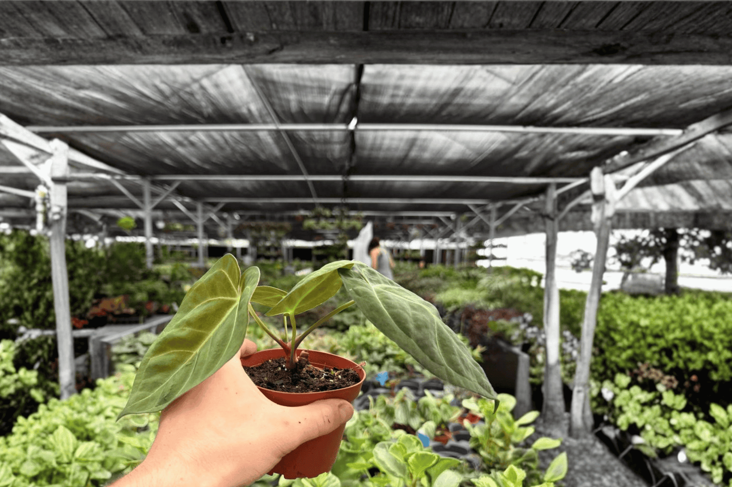 Anthurium Dark Phoenix x Besseae 2 Exact Live Plants – 4-Inch Pots