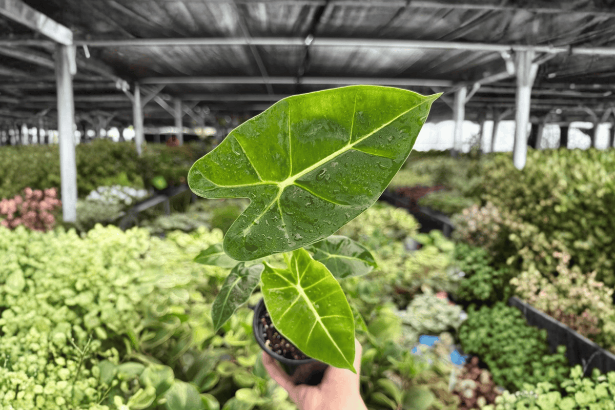 Alocasia Frydek 2 Exact Live Plants – 4-Inch Pots – Alocasia micholitziana ‘Frydek’