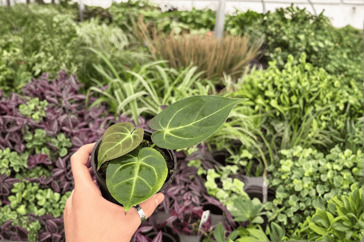 Anthurium Papi Red Sinus x K.O.S. 2 Exact Live Plants – 4-Inch Specific – Anthurium Hybrid