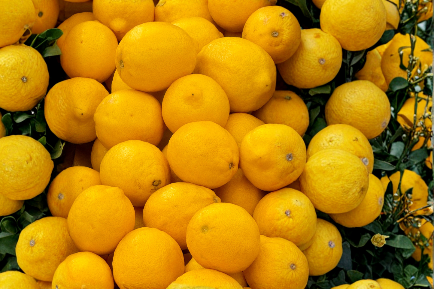 Meyer Lemon Tree Live Dwarf Citrus Plant 3-4 Ft Tall Grafted Fruit Tree Patio Container Garden Lemon Plant