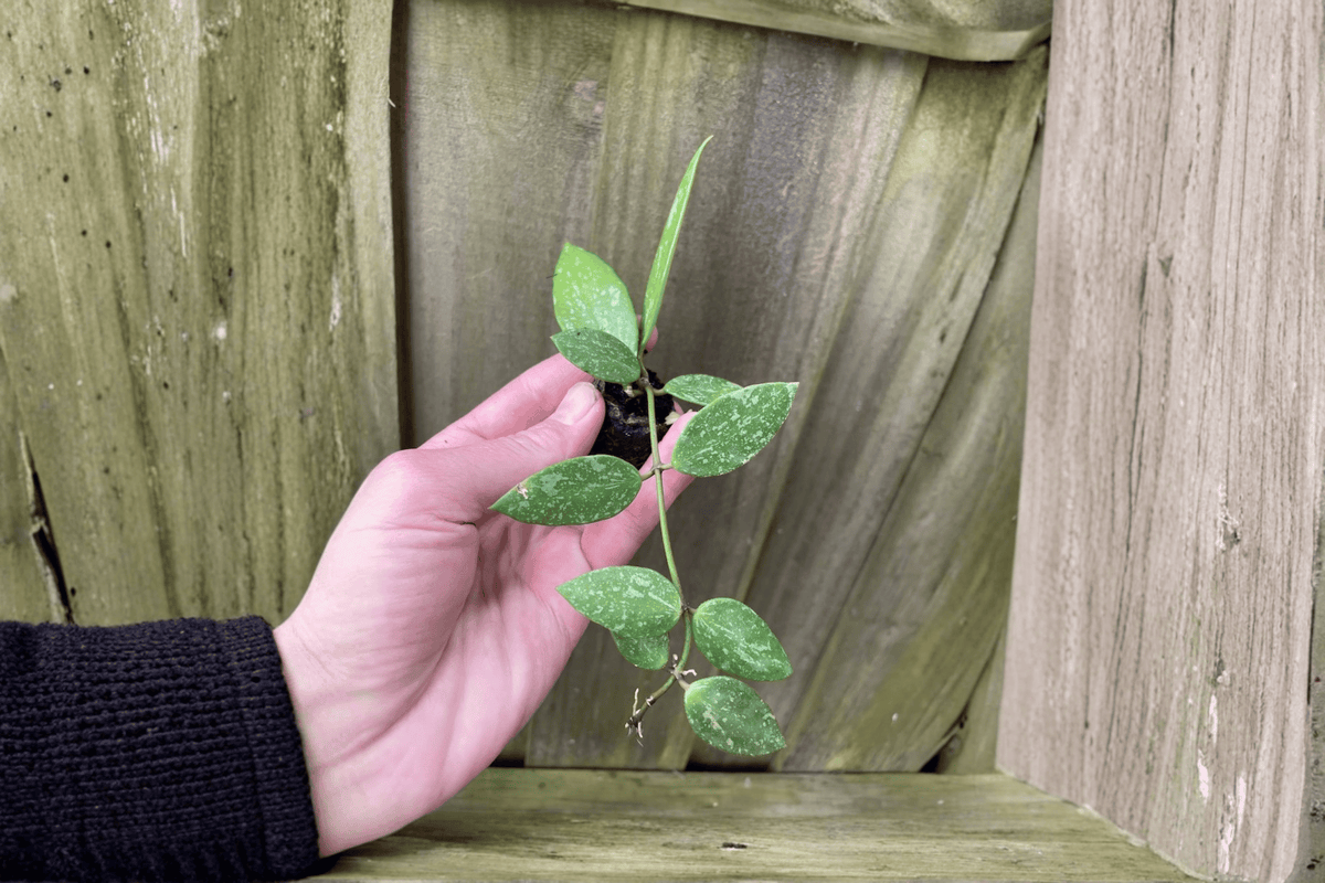 2 Hoya gracilis Starter Plants – Bare Root Live Wax Plants
