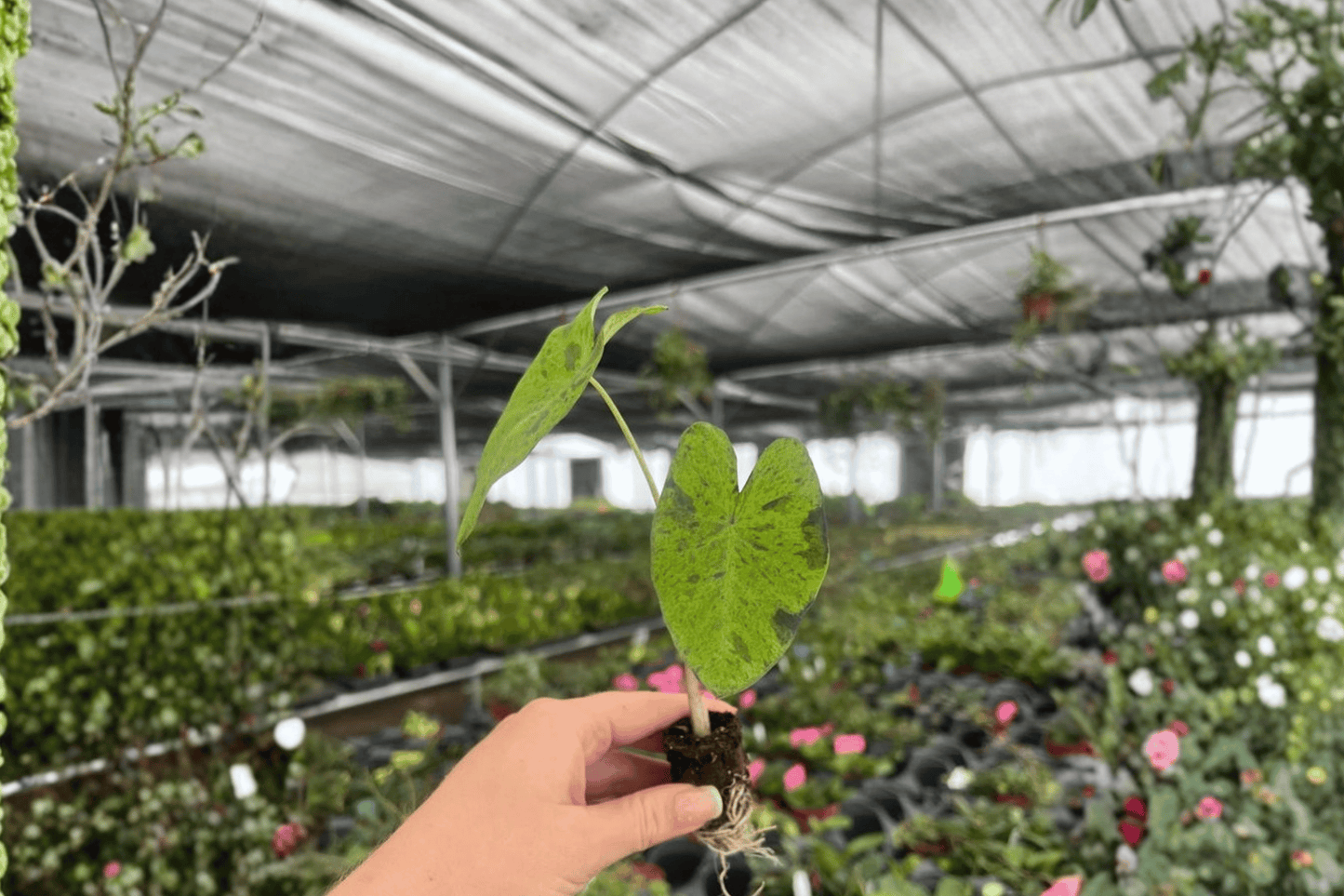 2 Colocasia 'Mojito' Starter Plants – Bare Root – Colocasia esculenta 'Mojito'