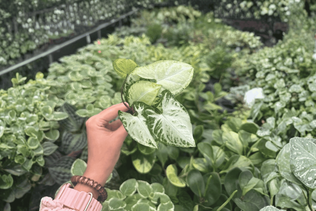 Syngonium Glo-Go 2 Exact Starter Plants – Syngonium podophyllum Bare Root