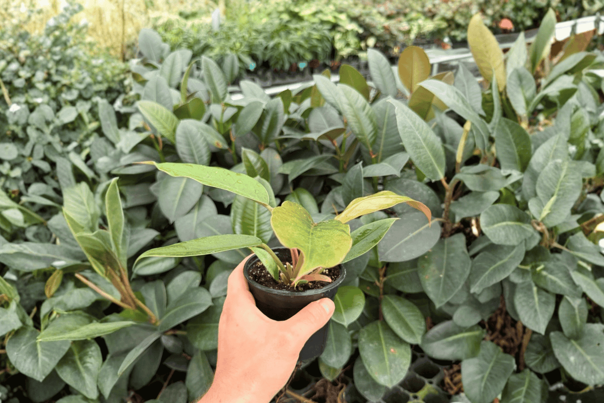 2 Philodendron Pluto “Choco Empress” Exact Live Plants – 4” Pots