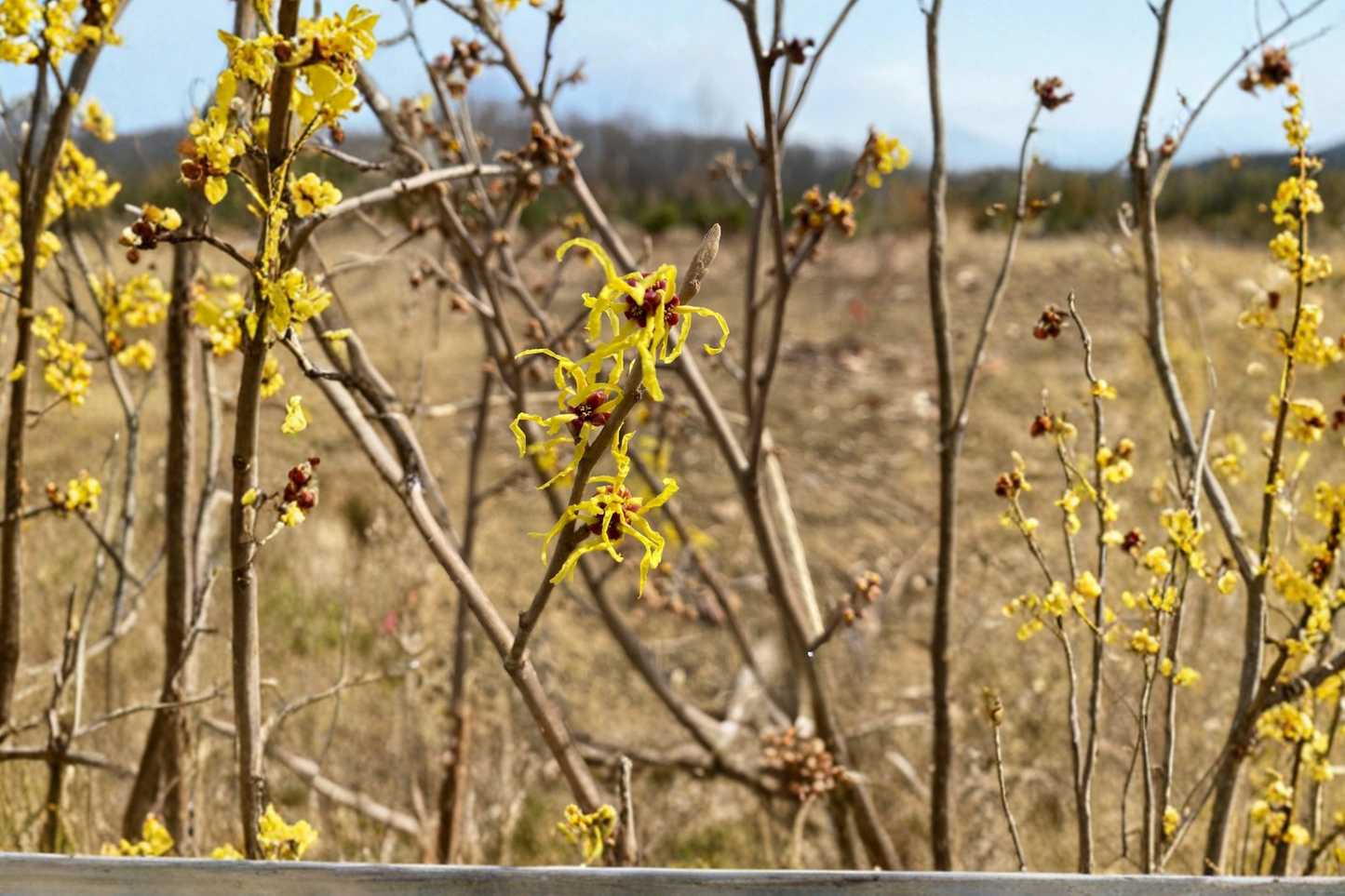 Early Bird Witch Hazel Live Plant 15 Inch Tall – Hamamelis x intermedia Yellow Winter Bloom Shrub Garden Plant 1 Year Graft