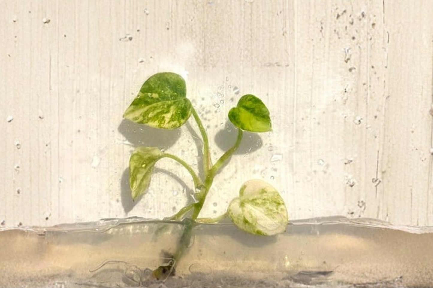 Anthurium Papi Magnificum Variegated Tissue Culture Live Plant Rare Tropical Houseplant in 3 Inch Pot
