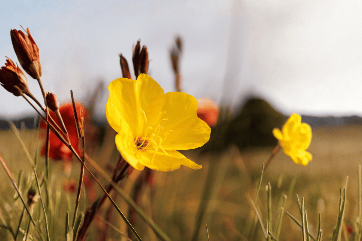 Fireworks Evening Primrose 1 Live Plant – Oenothera fruticosa ‘Fyrverkeri’ – 1 Gallon Pot