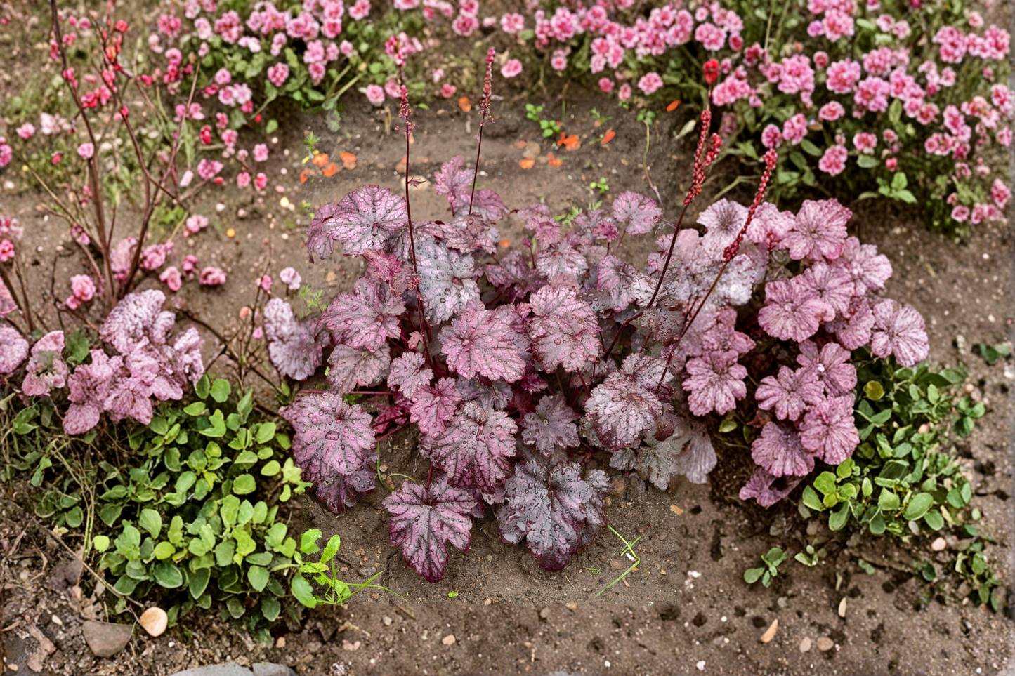 Heuchera Carnival Black Olive Live Plants 3 Rooted Starters 1 Qt Pots Coral Bells Dark Foliage Perennial Garden
