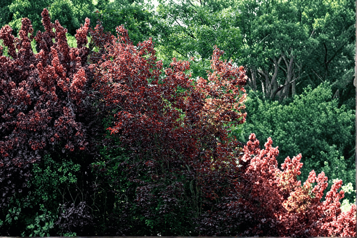 Krauter Vesuvius Cherry Plum 1 Live Tree – Prunus cerasifera ‘Krauter Vesuvius’ – 3 Gallon Pot