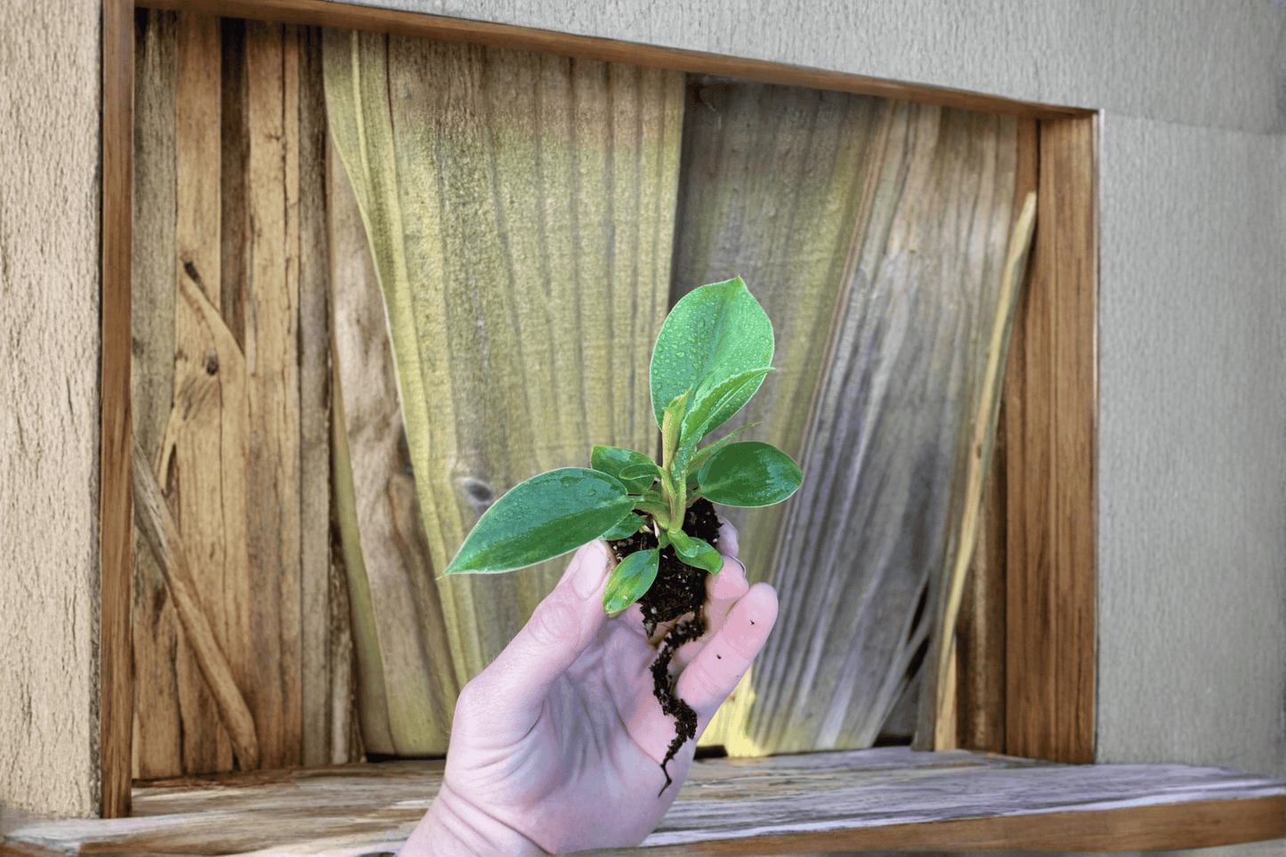 2 Philodendron hederaceum 'Heartleaf' Starter Plants – Philodendron hederaceum Bare Root