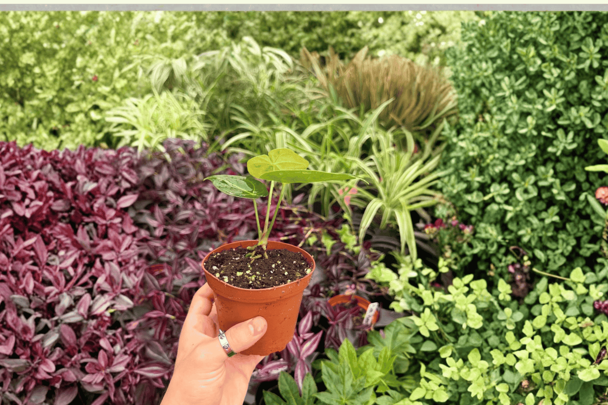 2 Exact Anthurium Xone × Subsignatum Live Plants – Specific Plants