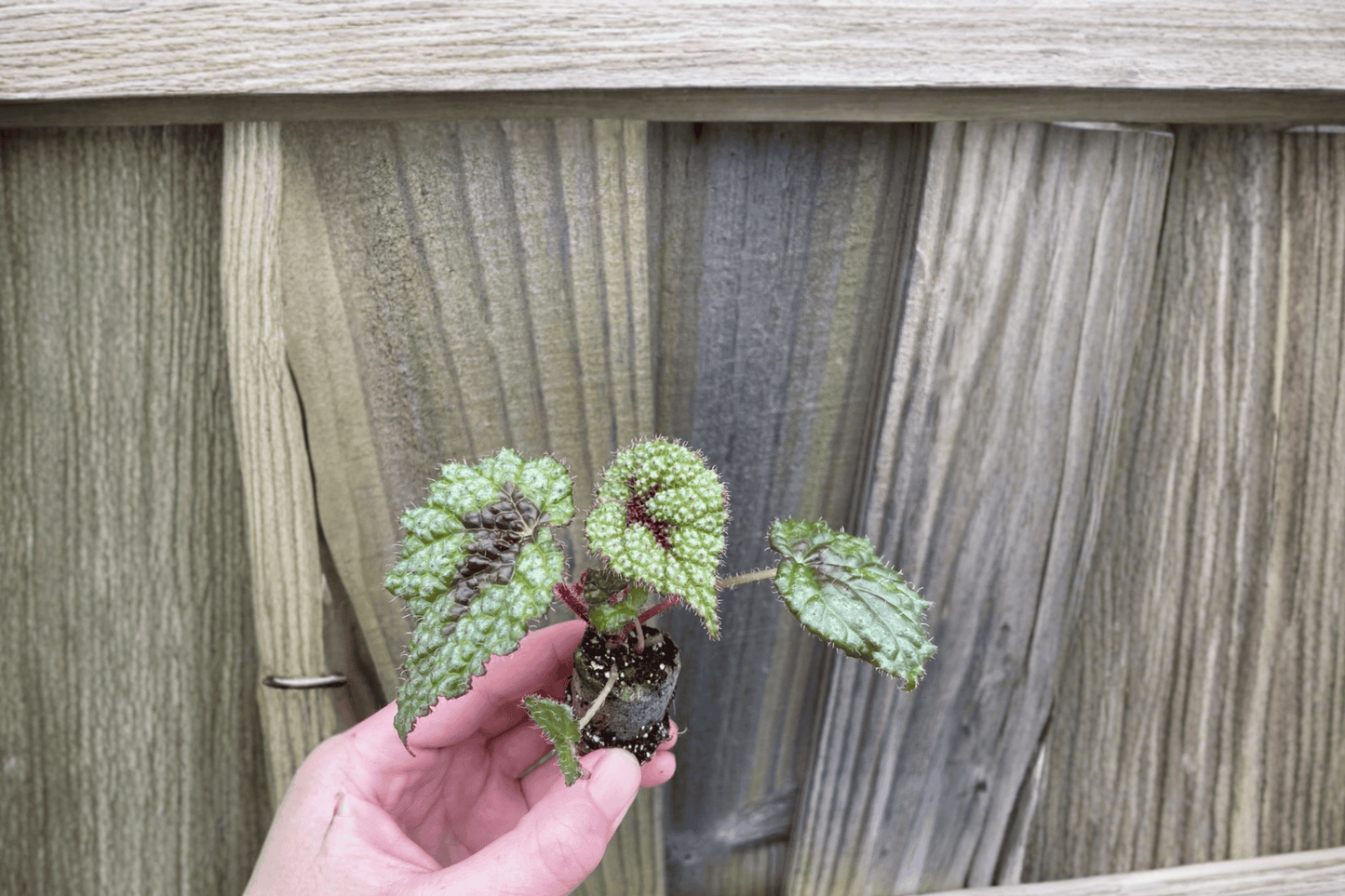 Begonia Masoniana 'Iron Cross' Live Starter Plant – 2 Plants Bare Root – Begonia masoniana