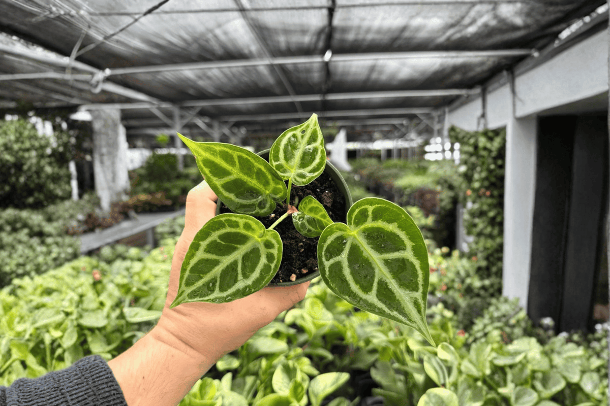 Anthurium MBR x HU x Red 2 Exact Live Plants – 4-Inch Pots