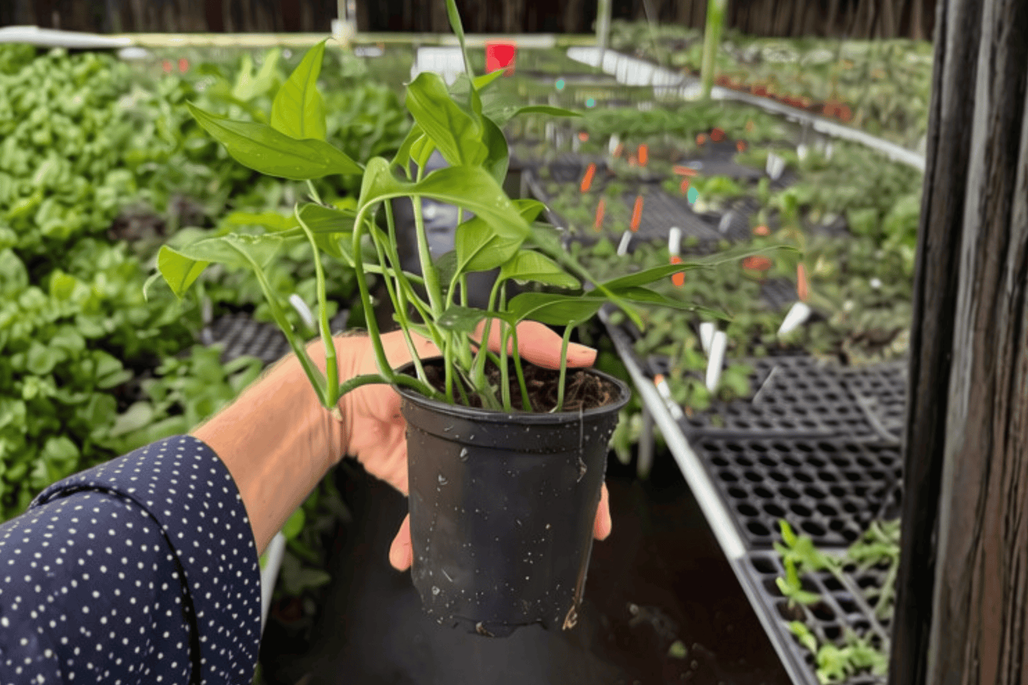 Baltic Blue Pothos 2 Live Plants – 4-Inch Pots – Epipremnum pinnatum ‘Baltic Blue’
