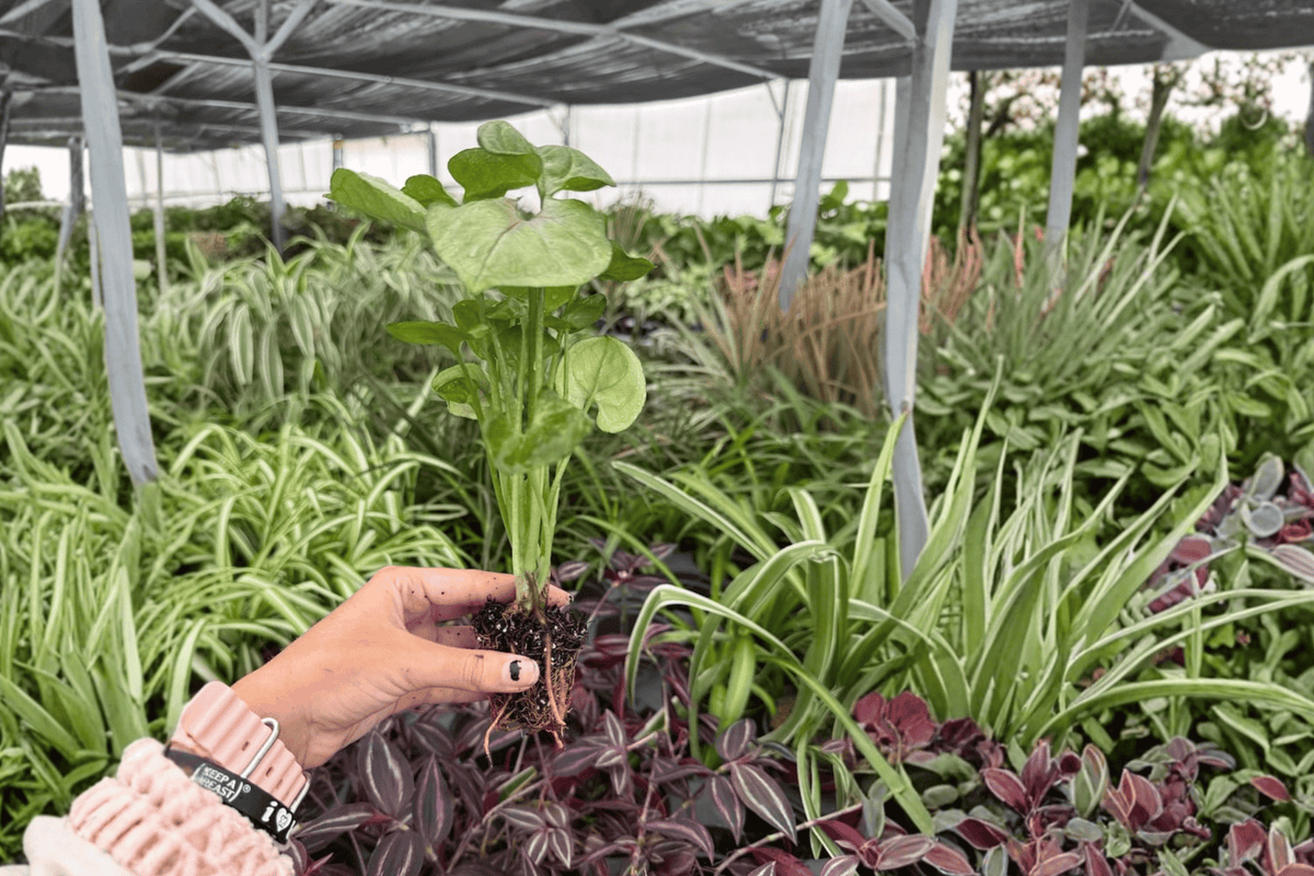 Syngonium Mango Allusion 2 Exact Live Starter Plants – Plugs – Syngonium 'Mango Allusion'