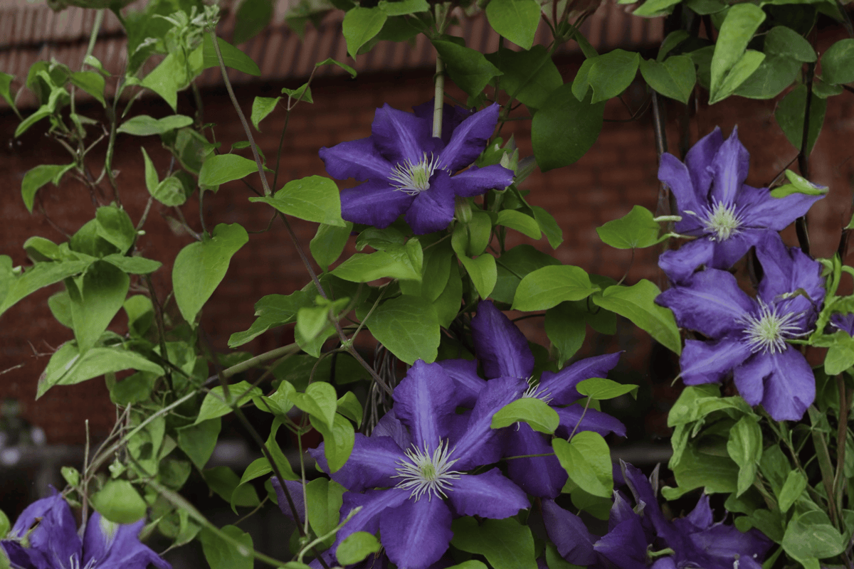 Edda Clematis 1 Live Plant – Clematis ‘Edda’ – 1 Gallon Pot
