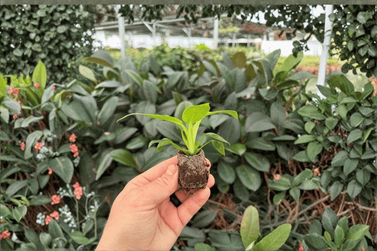 Philodendron Fat Boy 2 Exact Starter Plants – Philodendron ‘Fat Boy’ 2” Size Bare Root