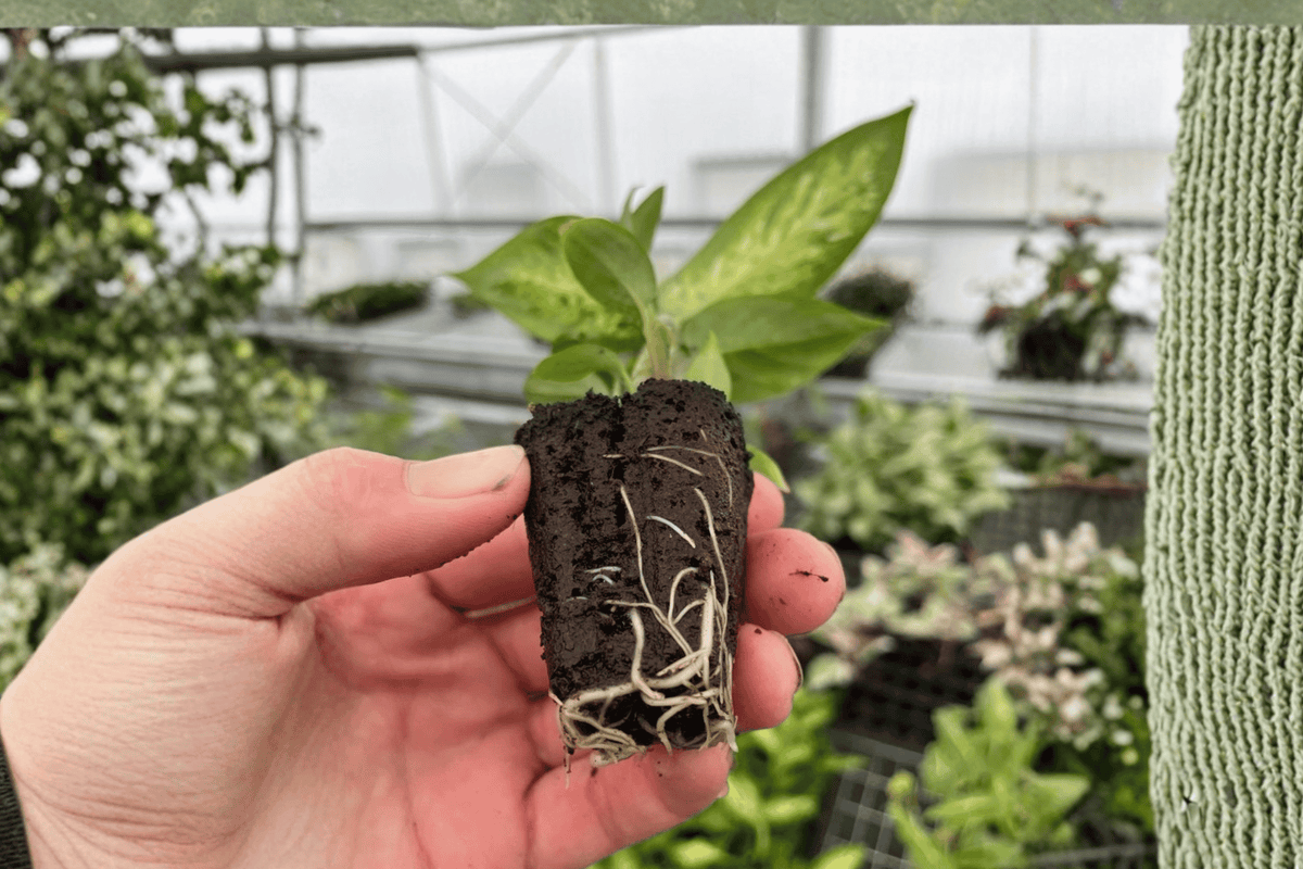 2 Dieffenbachia Starbright Starter Plants – Dieffenbachia ‘Starbright’