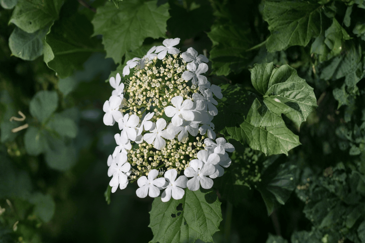 Haas Halo Smooth Hydrangea 1 Live Flowering Shrub – Hydrangea arborescens ‘Haas’ Halo’ – 1 Quart Pot