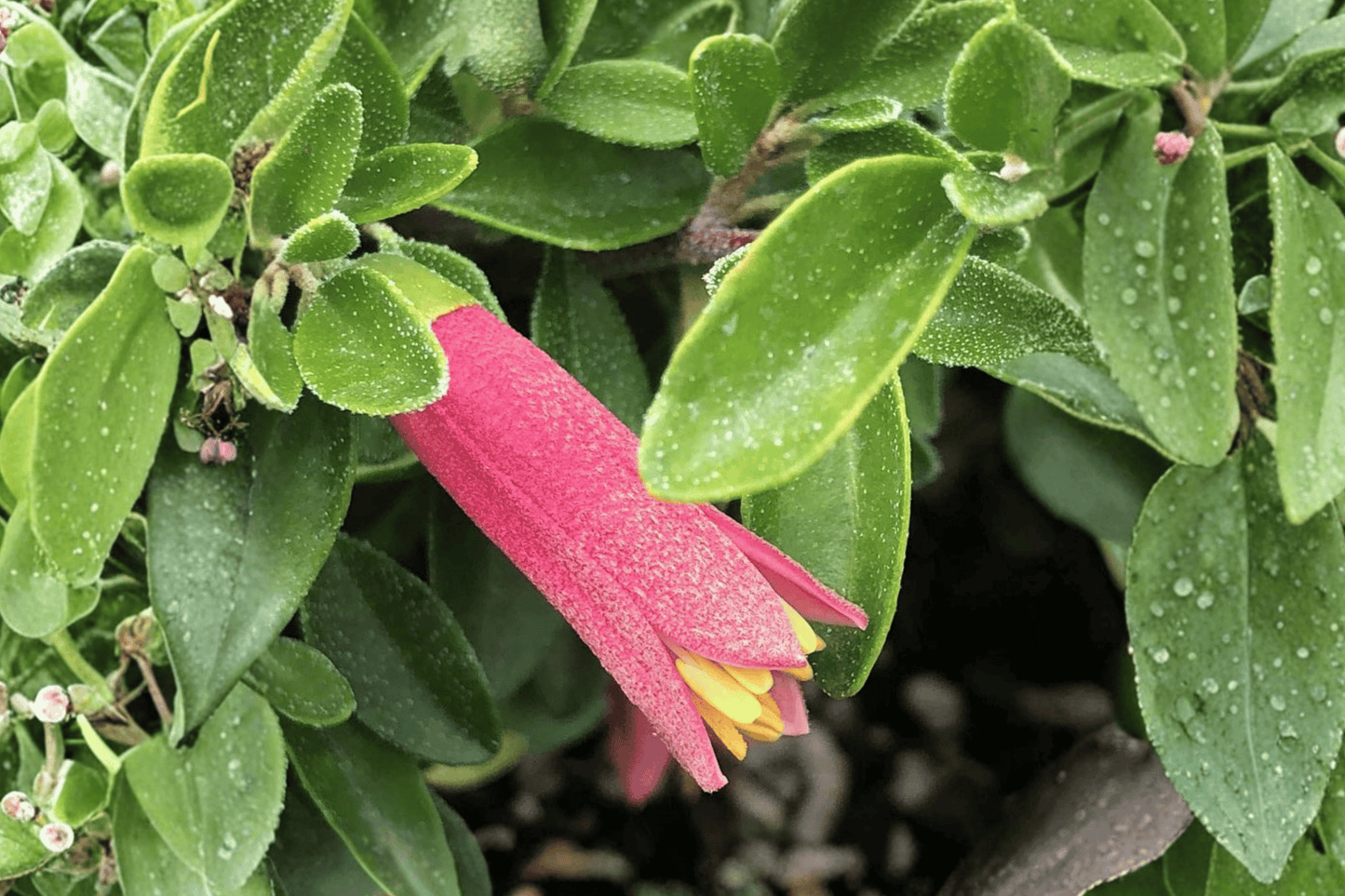 Carmine Bells Australian Fuchsia 1 Gallon Live Plant – Correa ‘Carmine Bells’