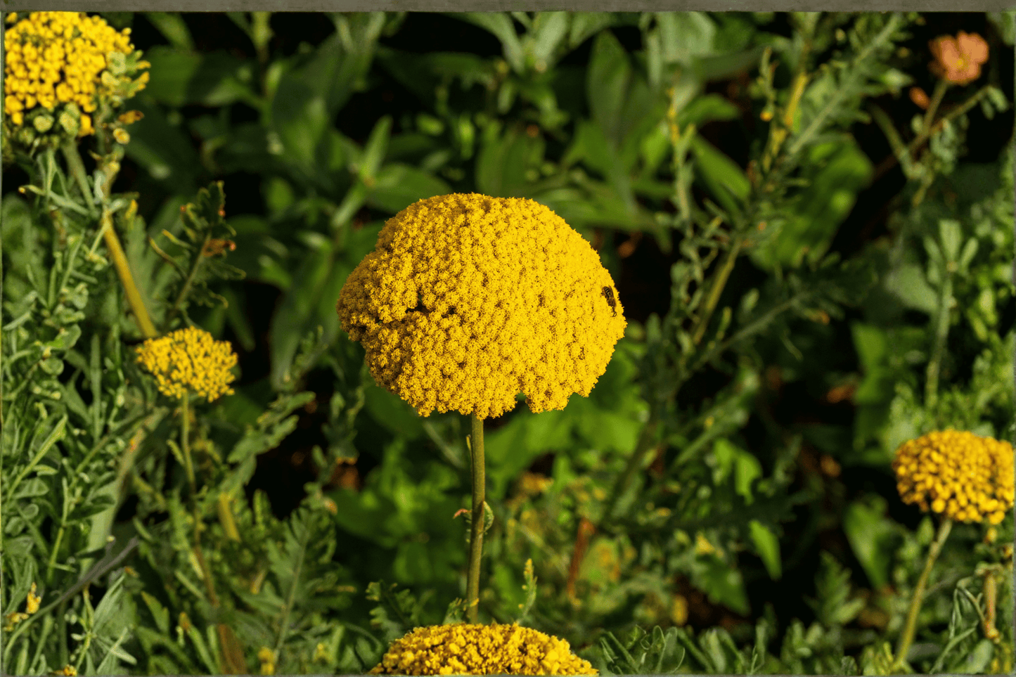 Coronation Gold Fernleaf Yarrow 1 Live Plant – 4-Inch Pot – Achillea ‘Coronation Gold’
