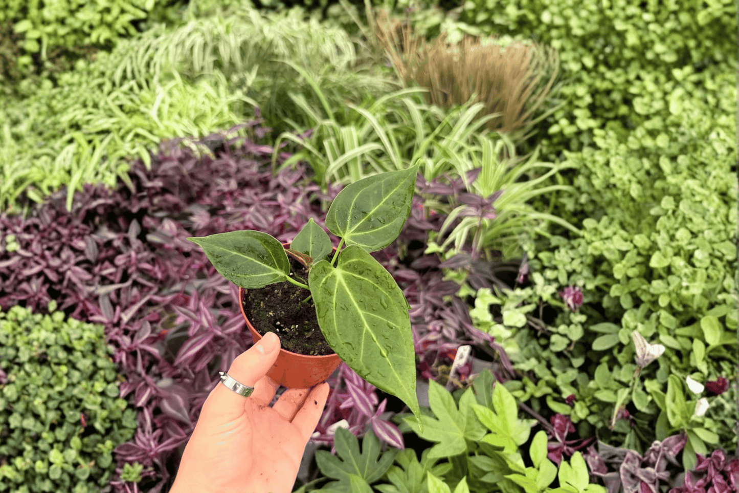 Anthurium Stickly x Guna Yala 2 Exact Live Plants – 4-Inch Pots – Anthurium Hybrid
