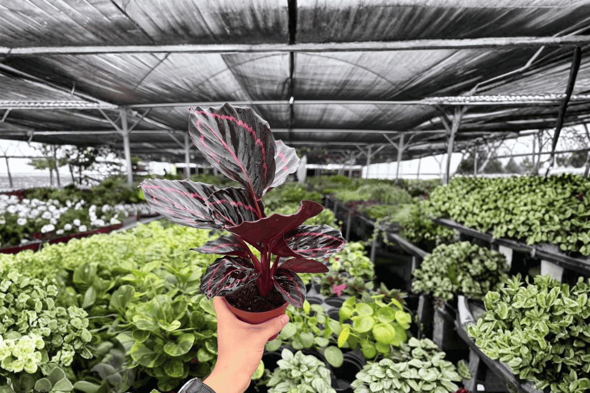 Calathea Dottie – 2 Exact Live Plants, 4-Inch Size – Goeppertia roseopicta ‘Dottie’