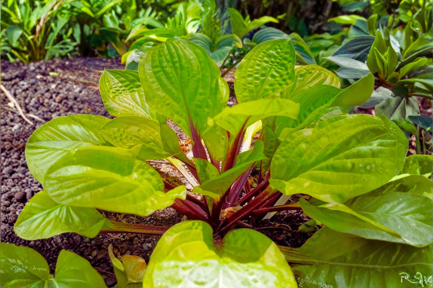 Hosta ‘Lemon Snap’ Bare Root Plant – Yellow Leaf Shade Perennial Starter Division Garden Plant Ships Bare Root