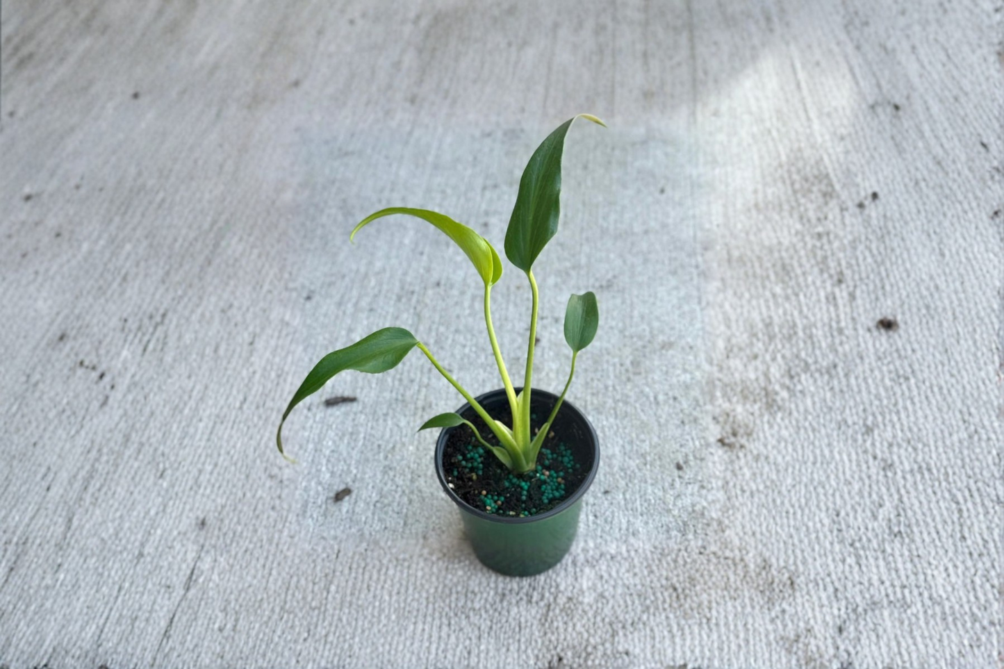 Monstera Burle Marx Flame Live Plant Rare Tropical Indoor Houseplant Rooted Starter Plant Gift