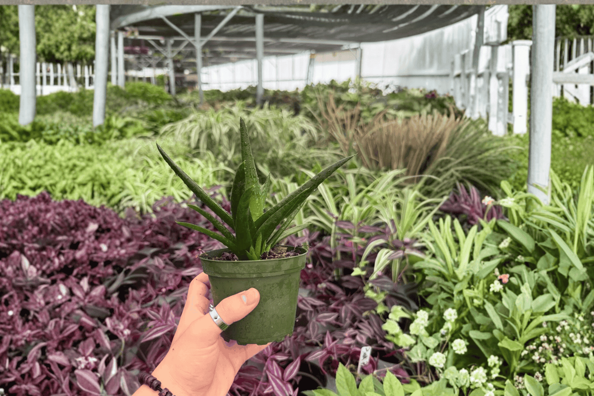 Aloe Black Gem 2 Exact Live Plants – 4-Inch Pots – Aloe ‘Black Gem’
