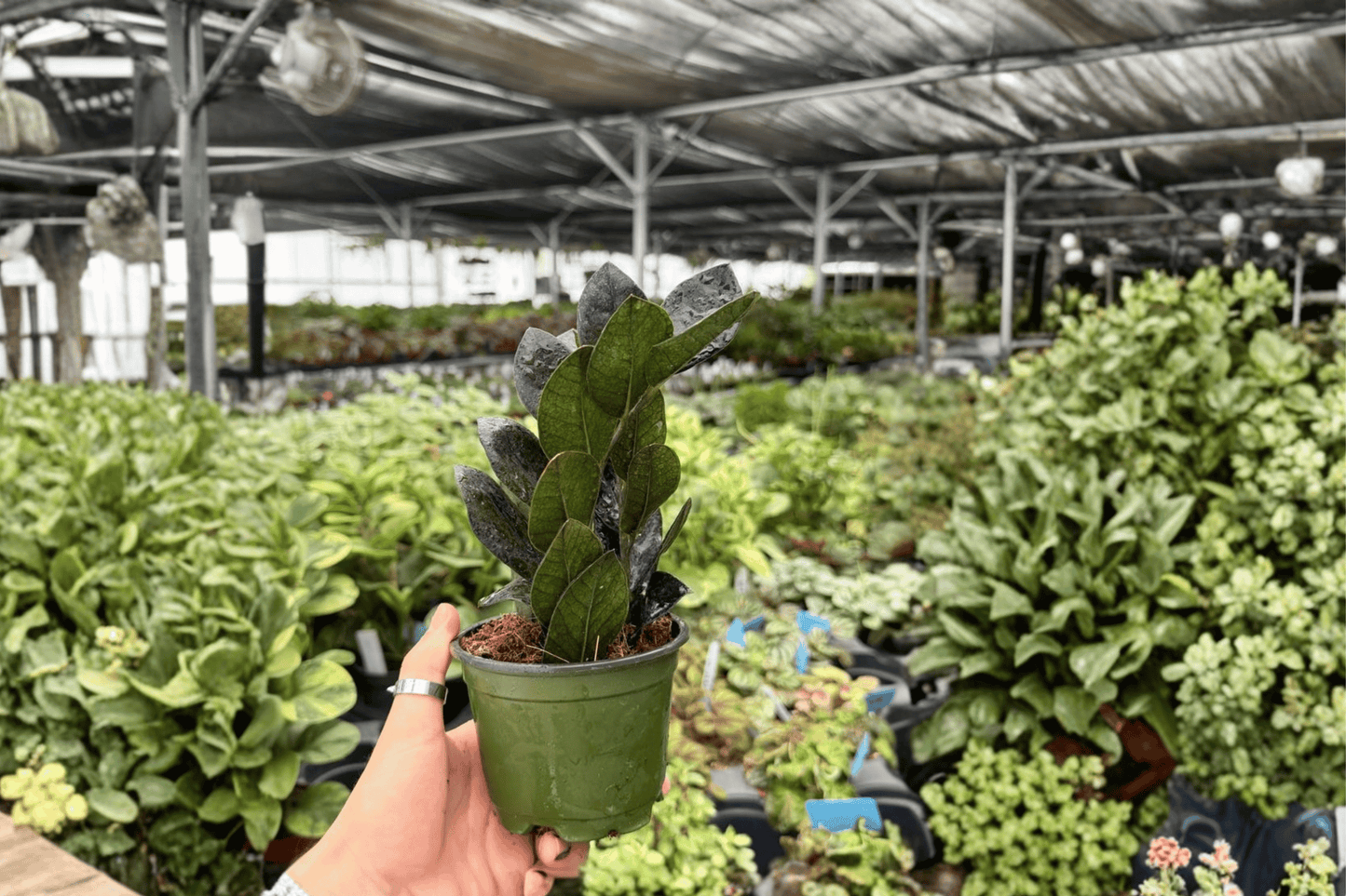 ZZ Black Queen 2 Exact Live Plants – 4-Inch Pots – Zamioculcas zamiifolia ‘Black Queen’