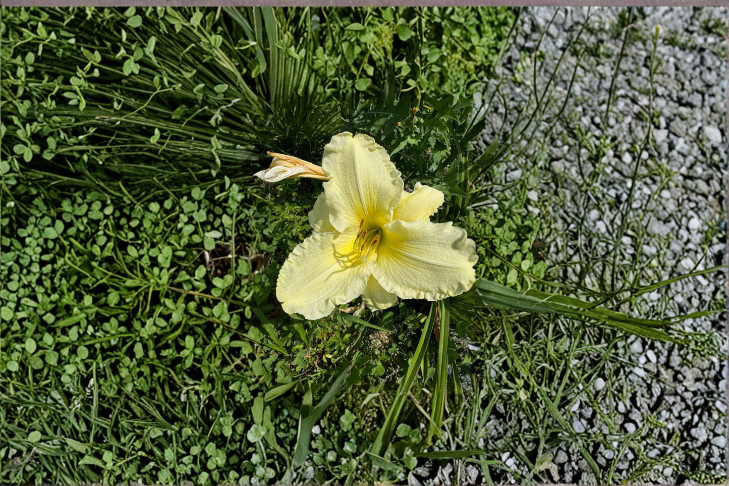 Daylily ‘Sunday Gloves’ 3 Bare Root Plants – White Hemerocallis Perennial for Summer Garden Flowers