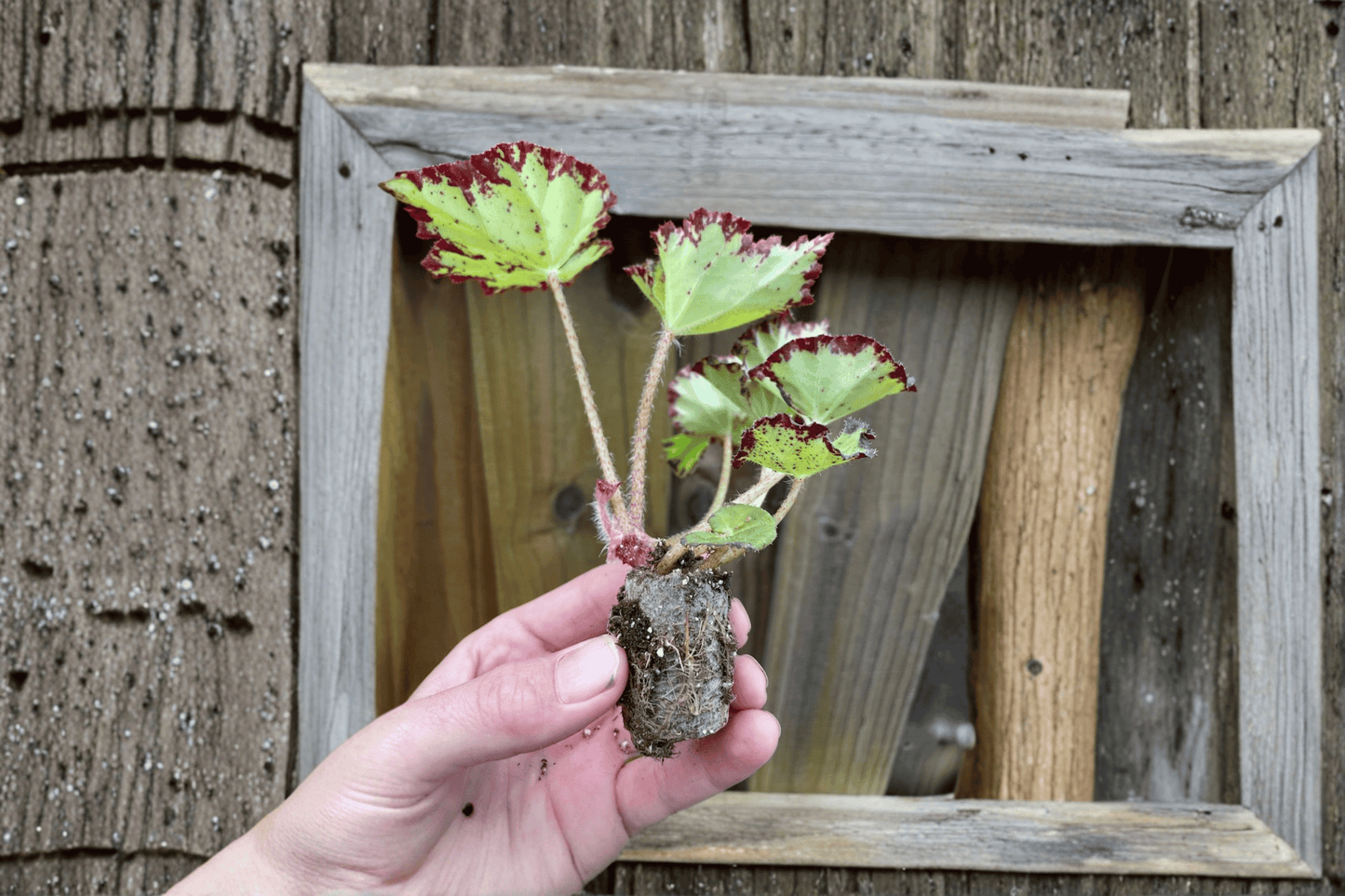 2 Begonia River Nile Starter Plants – Bare Root – Begonia 'River Nile'