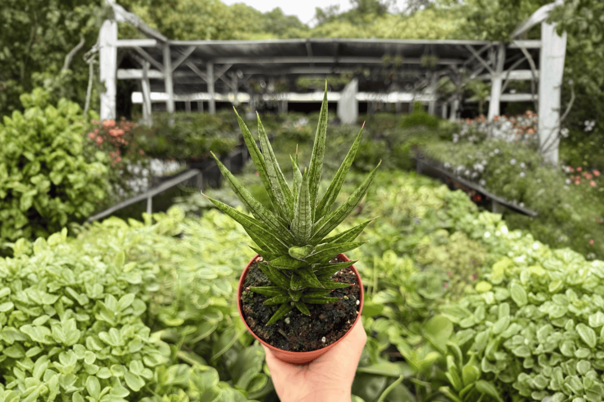 Sansevieria Francisii 2 Exact Live Plants – 4-Inch Pots – Dracaena francisii