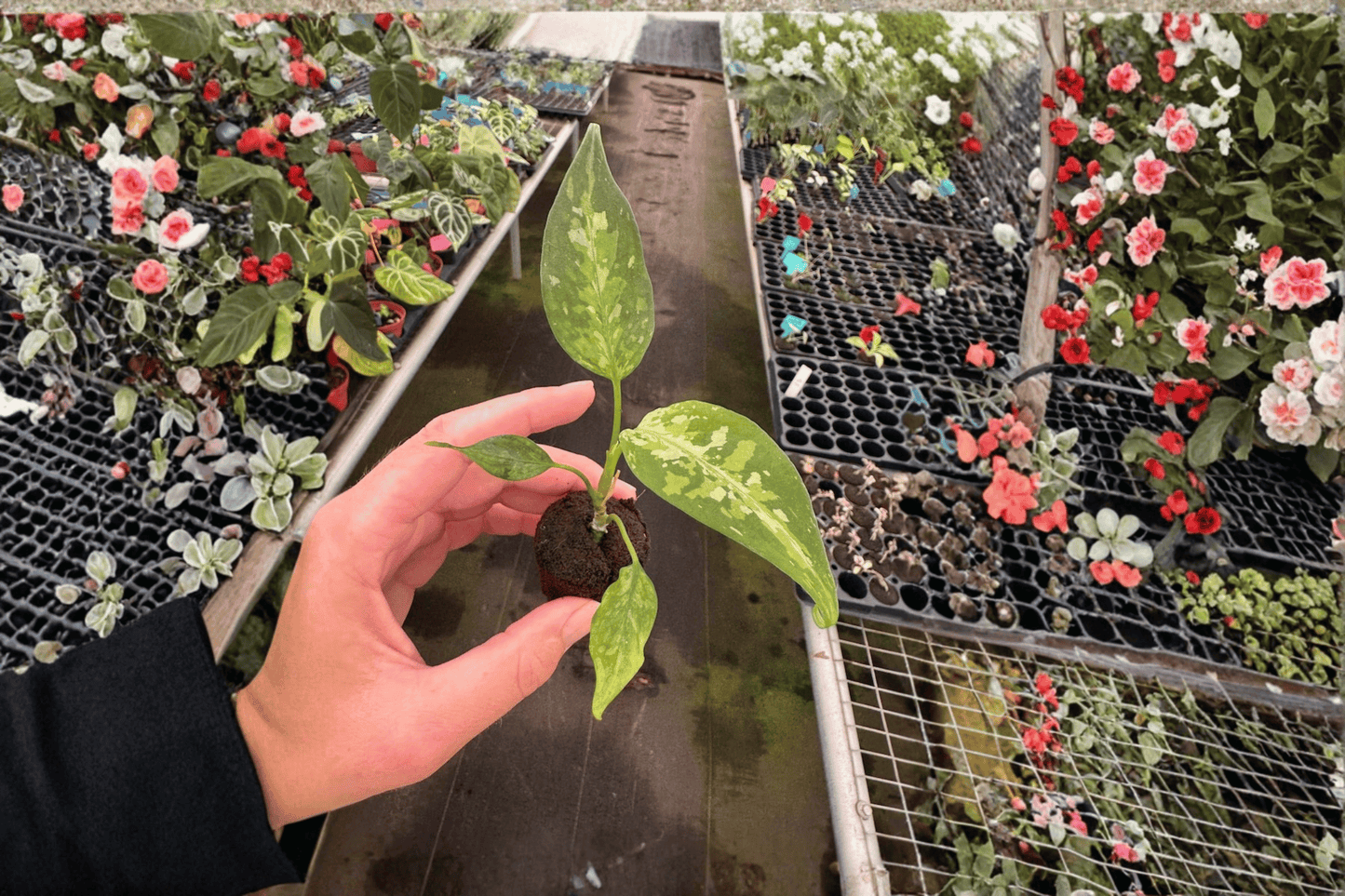 2 Aglaonema pictum 'Tricolor Star Spot' Starter Plants – Bare Root – Aglaonema pictum