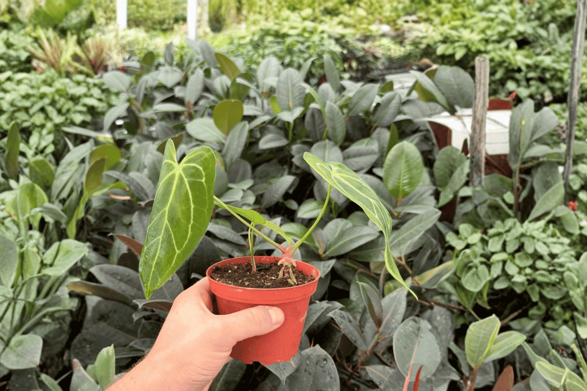 Anthurium Hulk × Carla 2 Exact Live Plants – Anthurium Hybrid 4” Size Bare Root