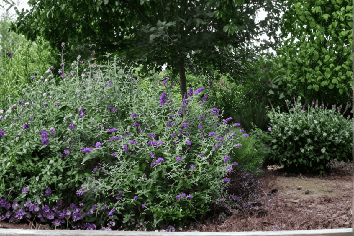 Groovy Grape Butterfly Bush 1 Live Plant – Buddleja ‘Groovy Grape’ – 2 Gallon Pot