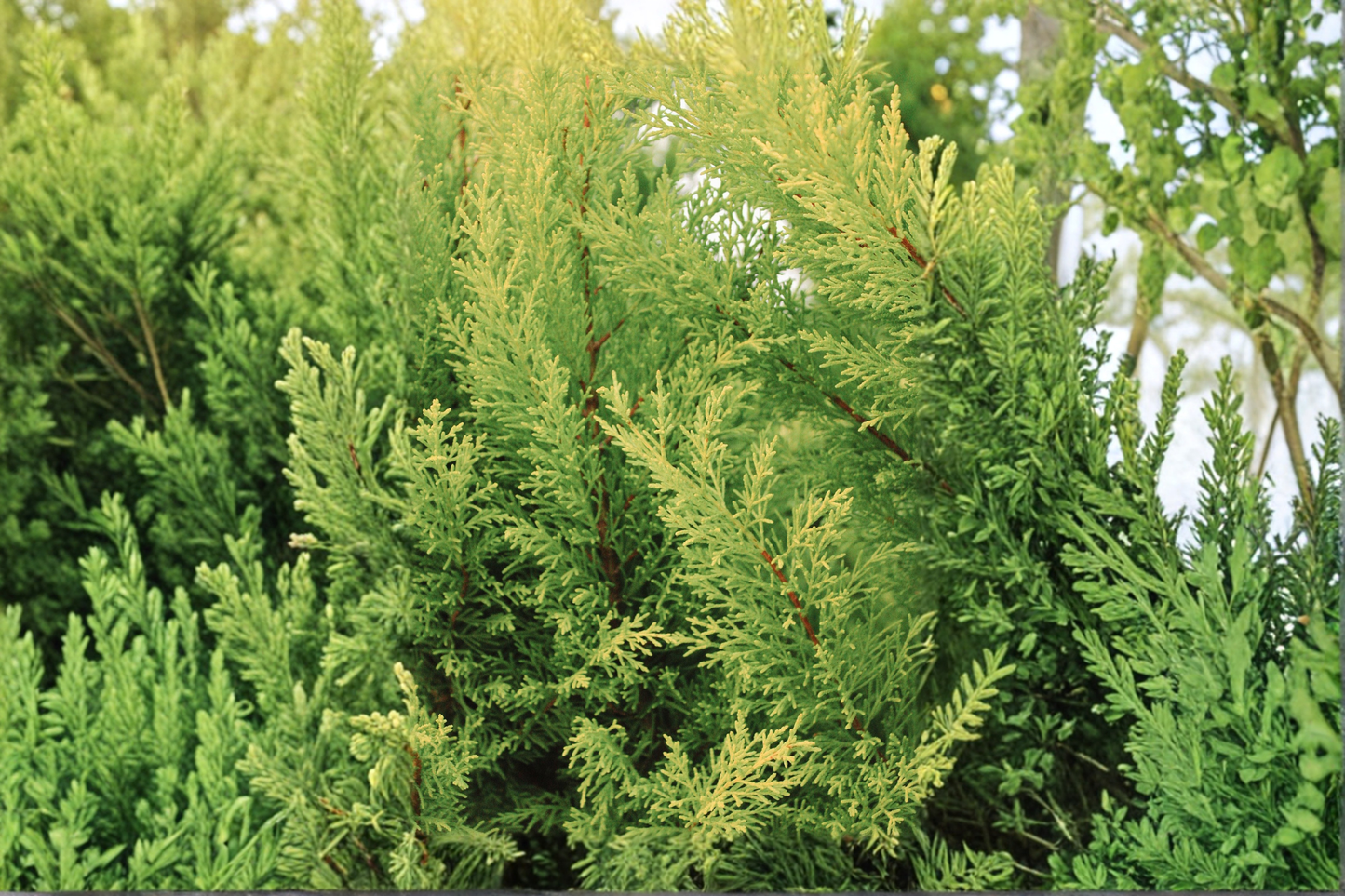 2 Murray Leyland Cypress Live Plants – 3-Inch Pots – Evergreen Trees – × Cuprocyparis leylandii 'Murray'