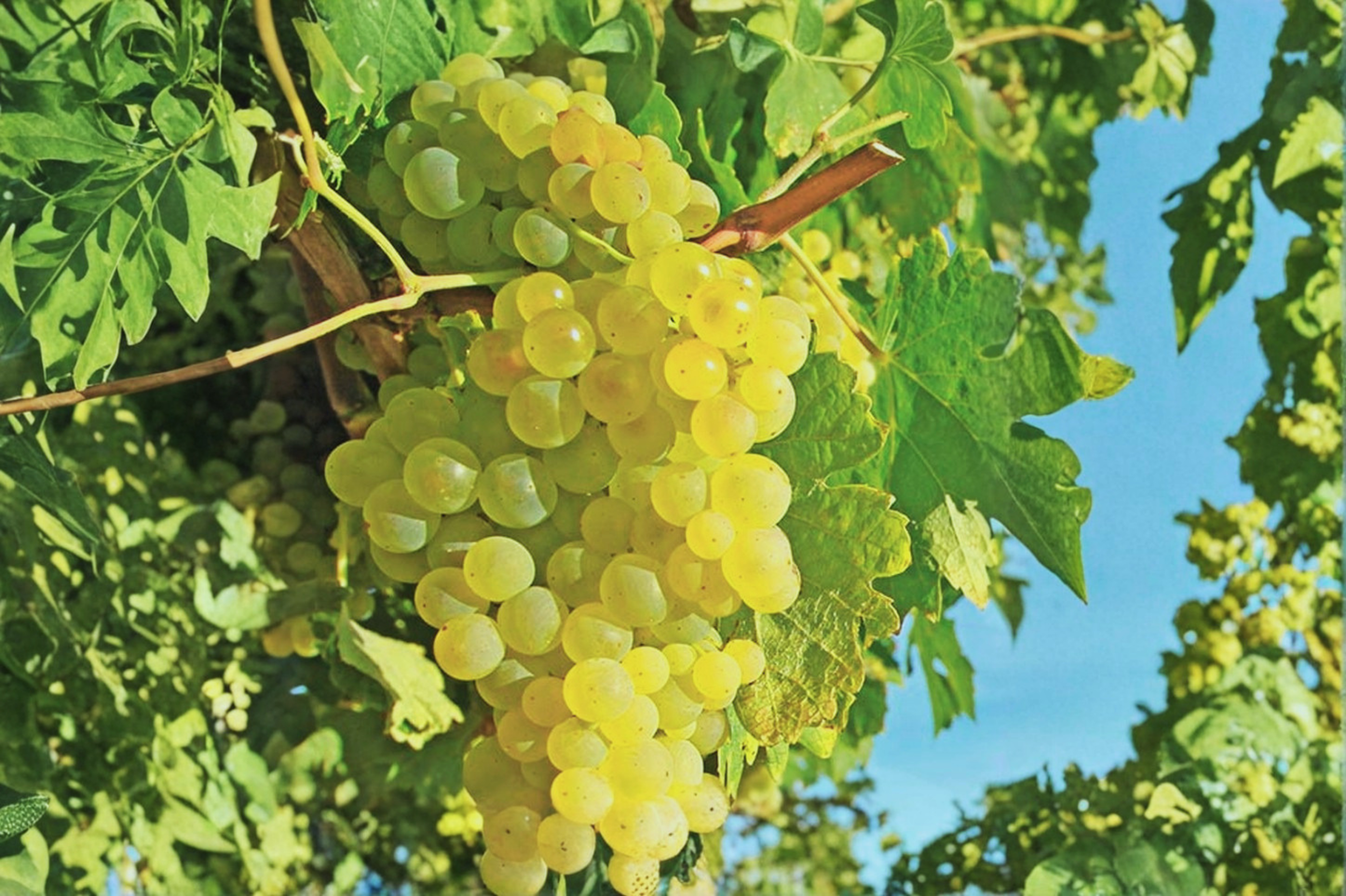 Himrod Seedless Grape Vine 3 Gallon Live Plant – Table Grape Vine for Home Garden, Trellis Vineyard Plant Outdoor