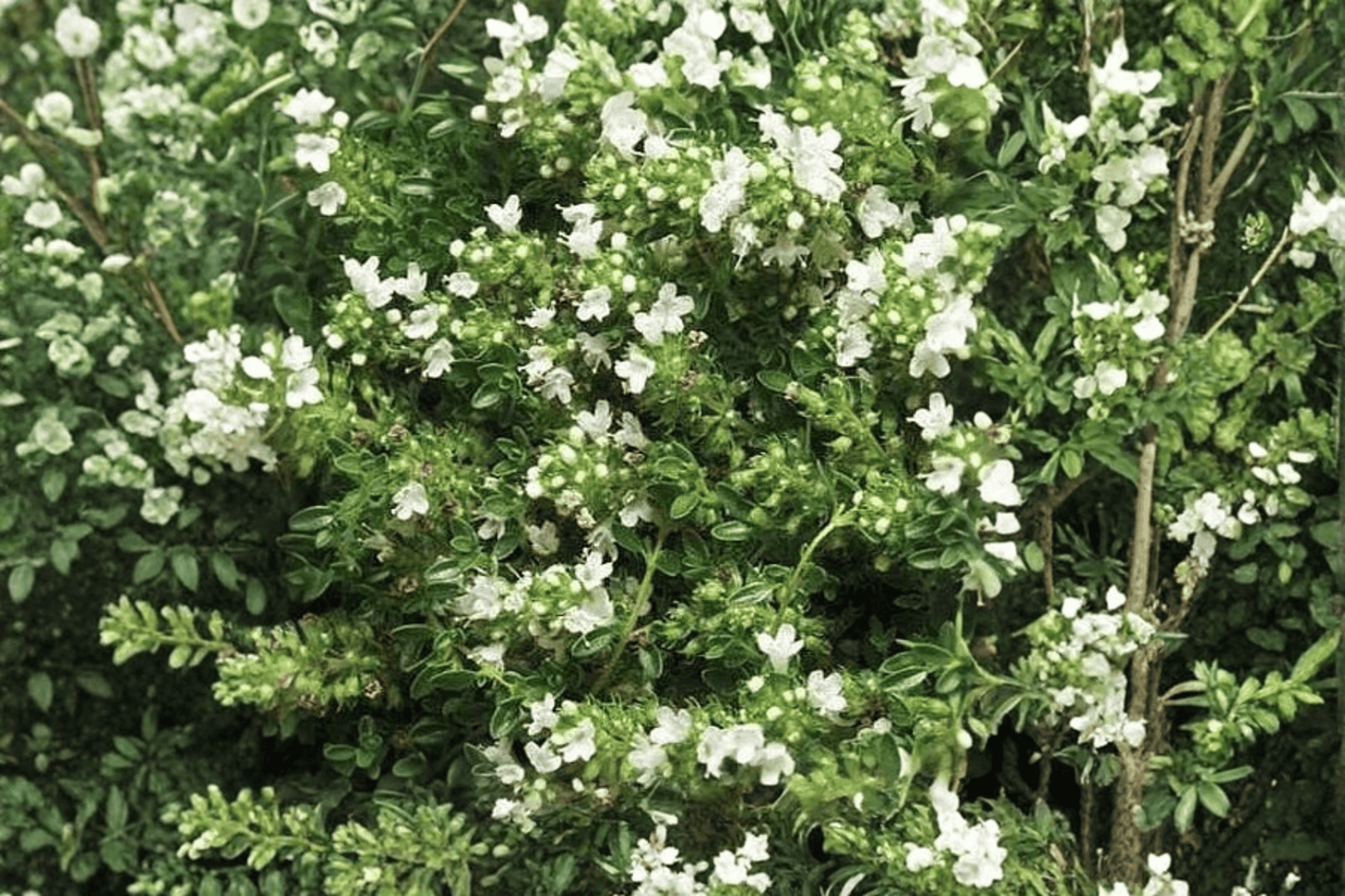 White Creeping Thyme 1 Live Plant – 4-Inch Pot – Thymus praecox ‘Albiflorus’
